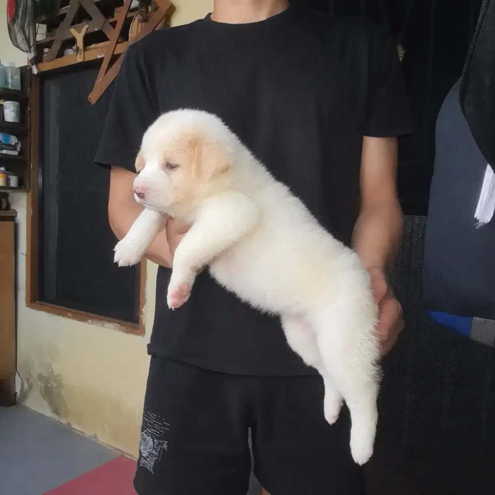anak anjing blasteran Ras Besar