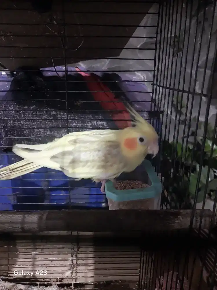 BURUNG FALK JINAK
