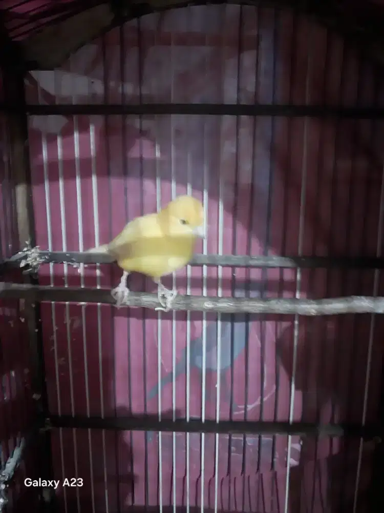 Burung Kenari Gacor Darderdor durasi mantap