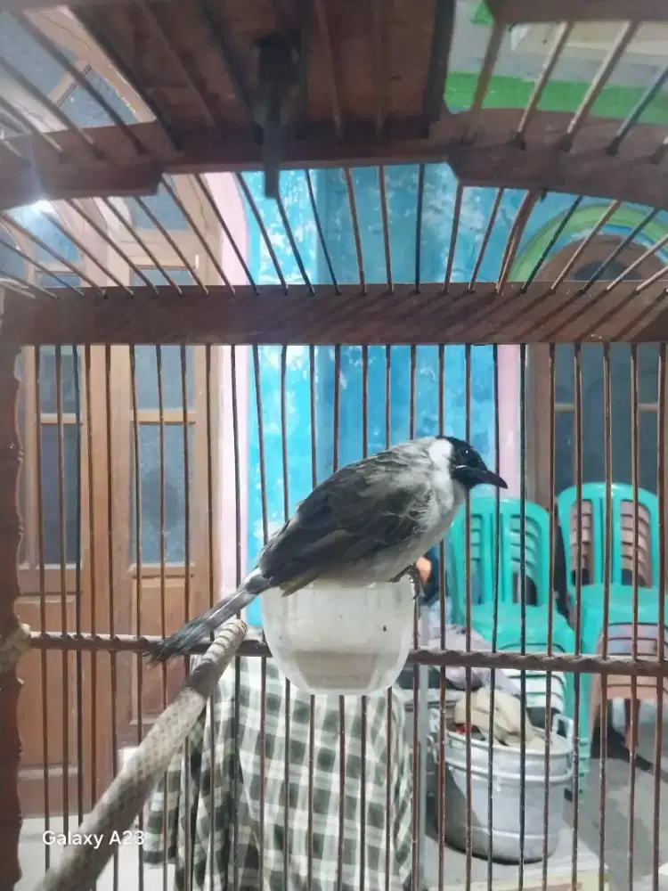 Burung kutilang gacor isian banyak