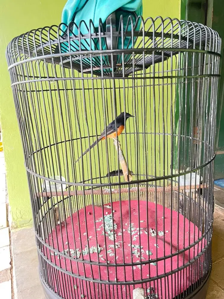 Dijual Burung Murai Batu