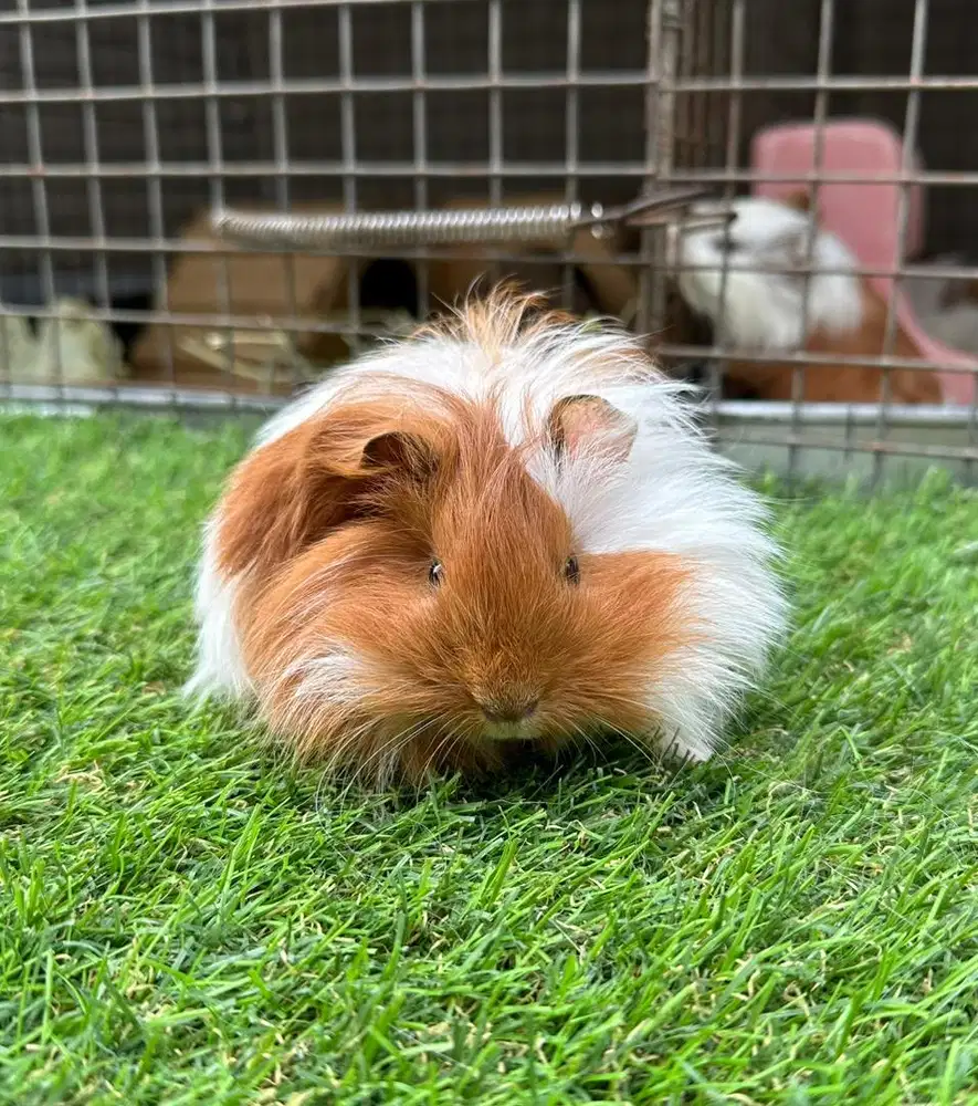 Guinea pig / marmut hias