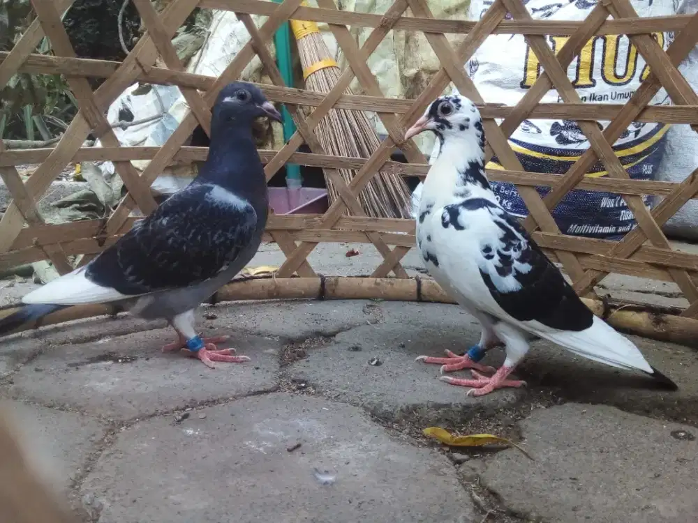 Sepasang anak merpati pos trah juara satu jarak jauh