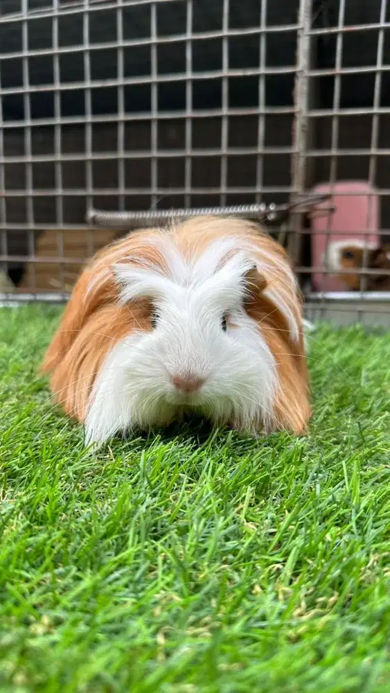Guinea pig / marmut hias coronet