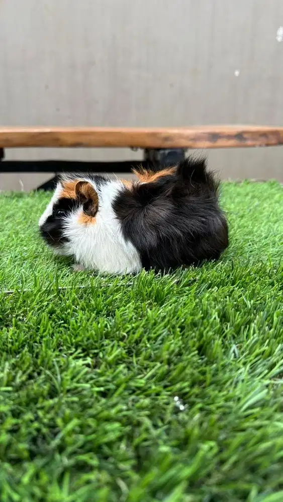 Guinea pig / marmut hias abbysinian