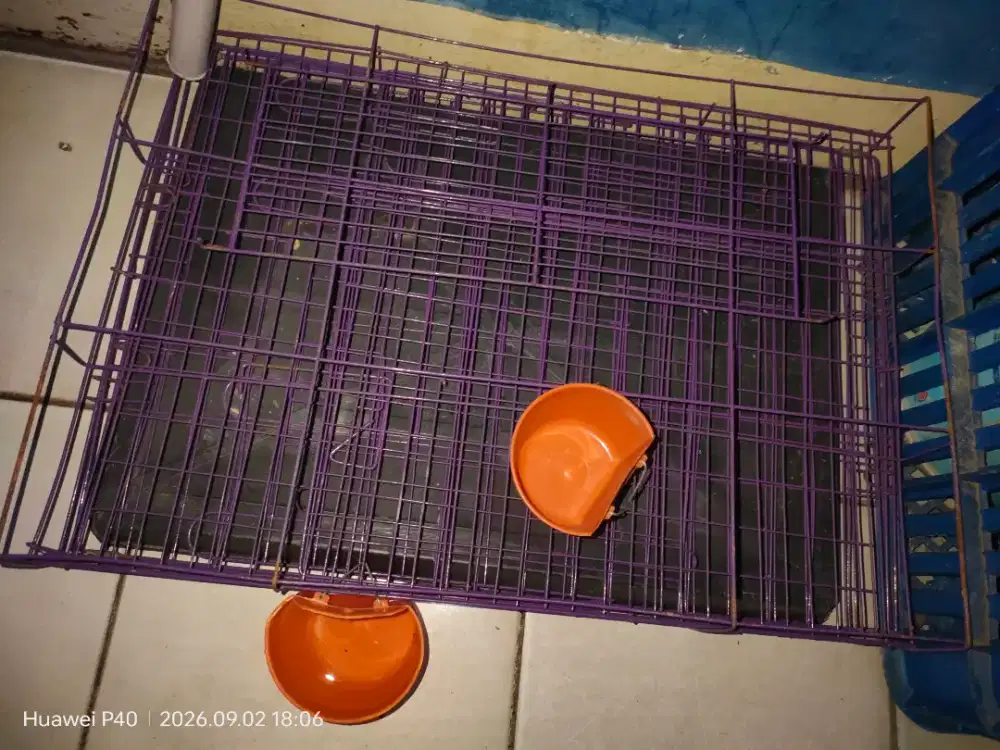 Kandang kucing ukuran besar