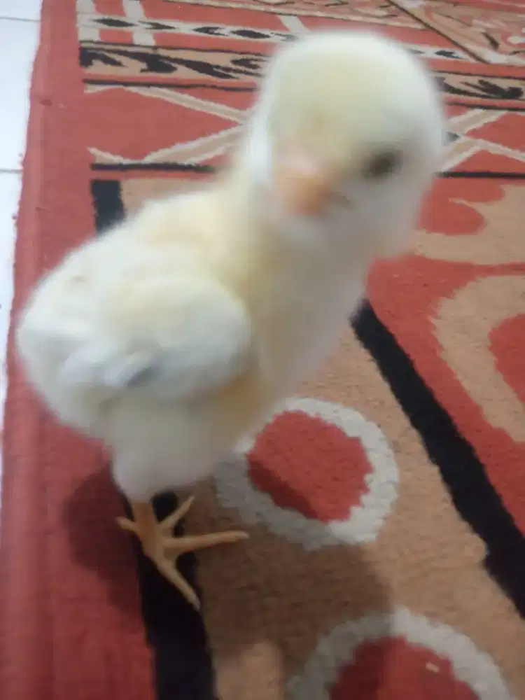 Anakan ayam shamo