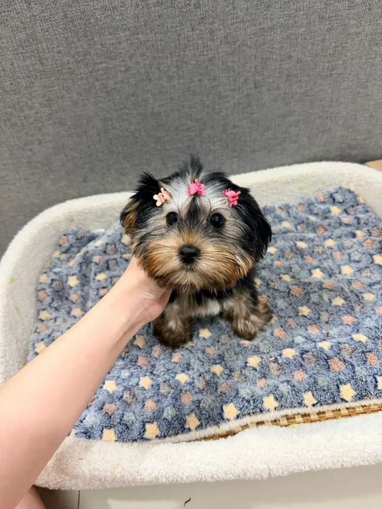 Yorkshire mini yorkie cakep