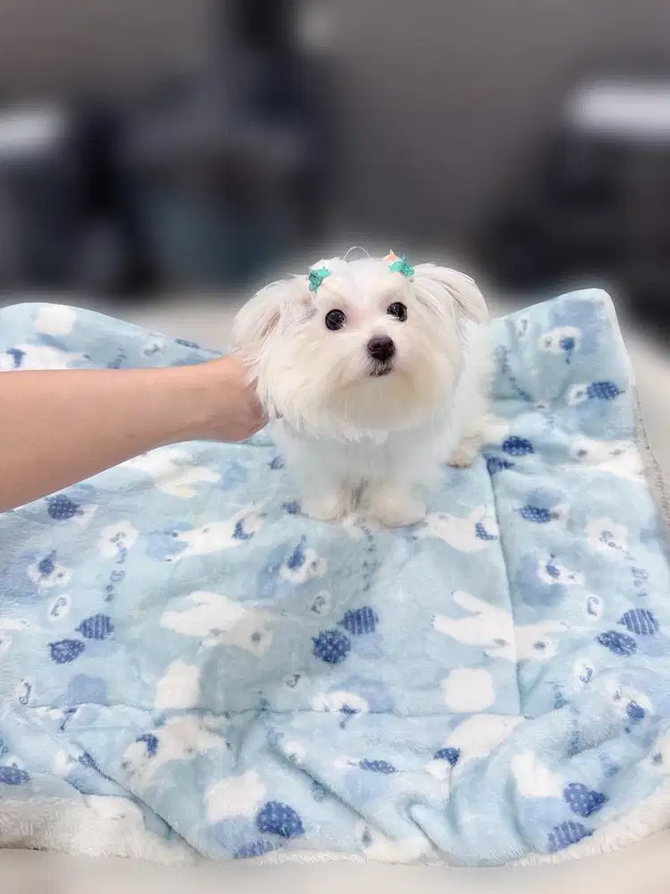 Maltese mini kecil betina