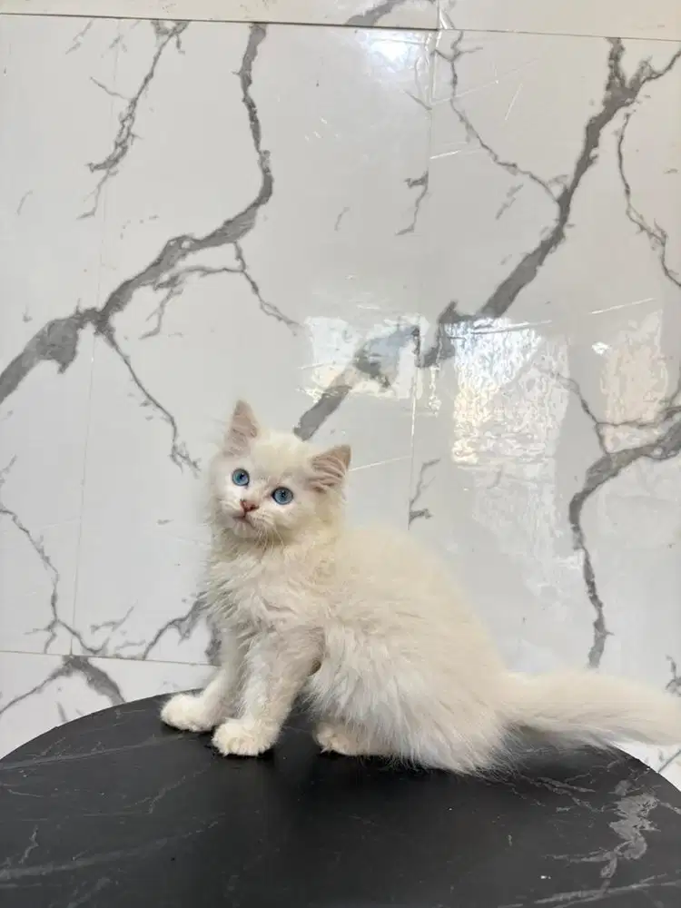 Ragdoll x himalaya