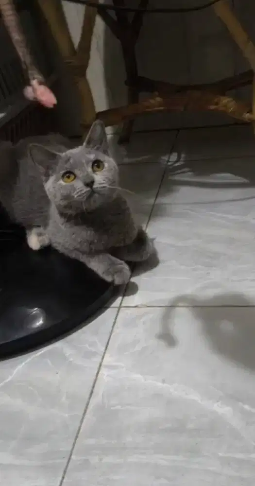 Bsh betina 5bulan murah