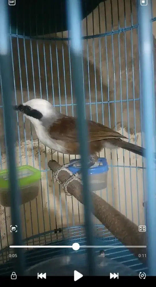 Poksay jantan gacor jinak
