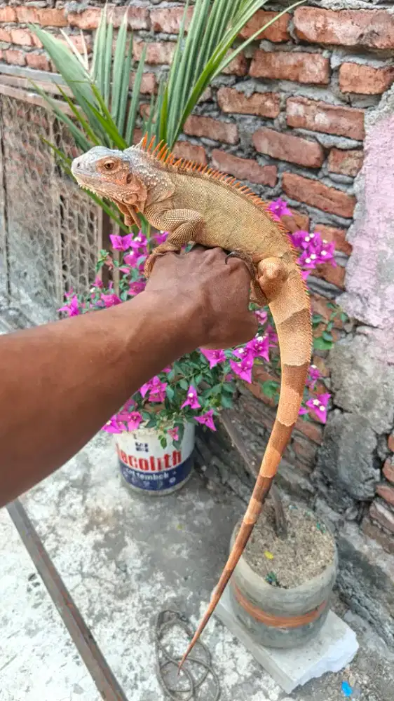 IGUANA SUPER RED