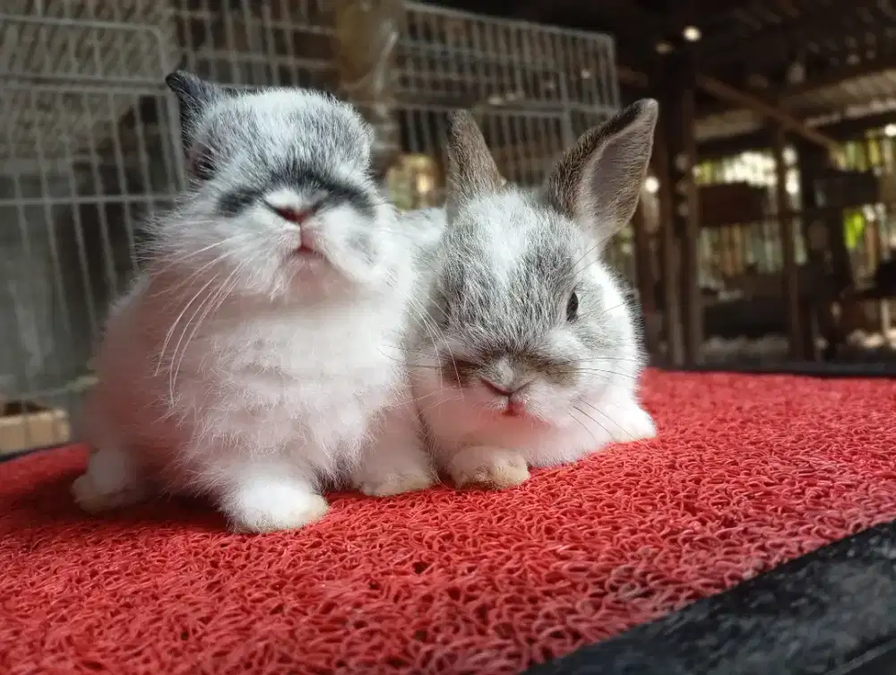 Kelinci hias mini