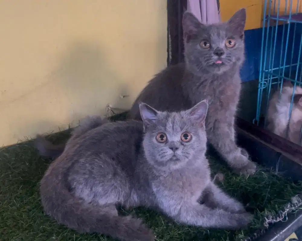 Kucing ras bsh pure no mix persia