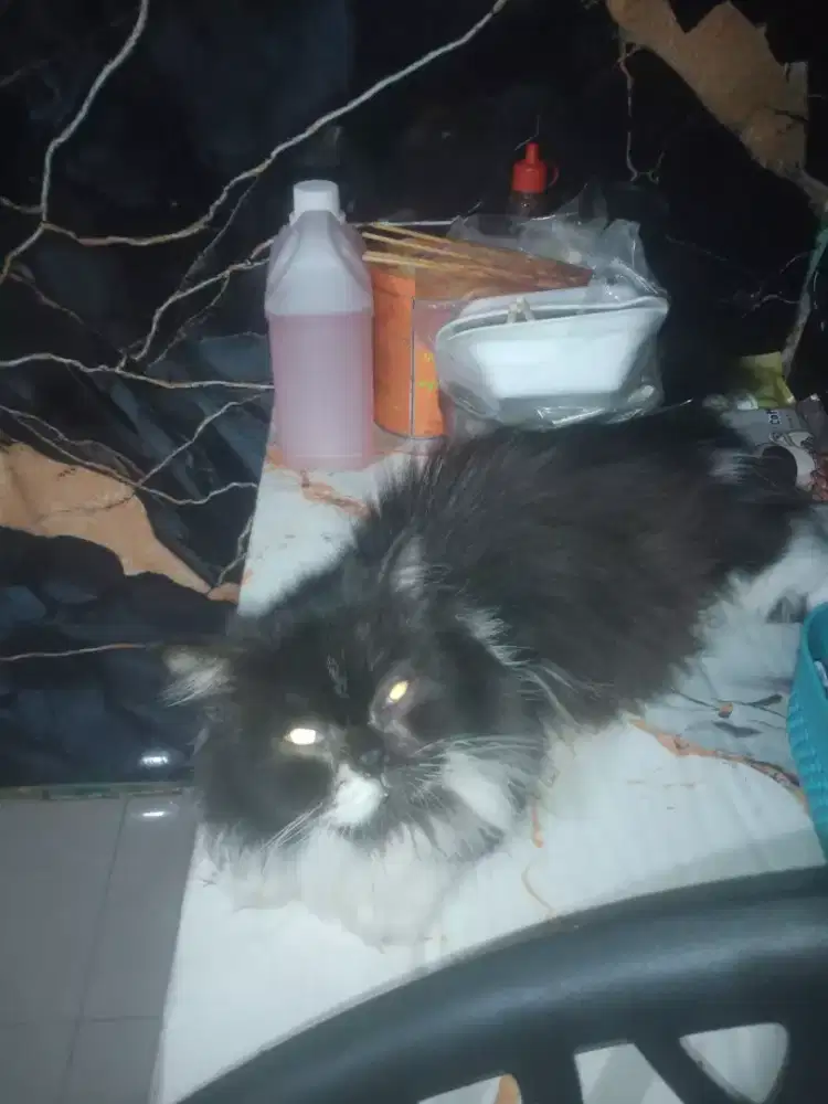 Di jual kucing Munchkin