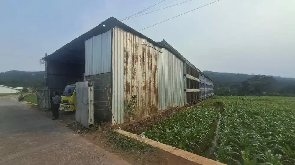 Dijual kandang dan Ayam Potong  di Pageruyung Kendal