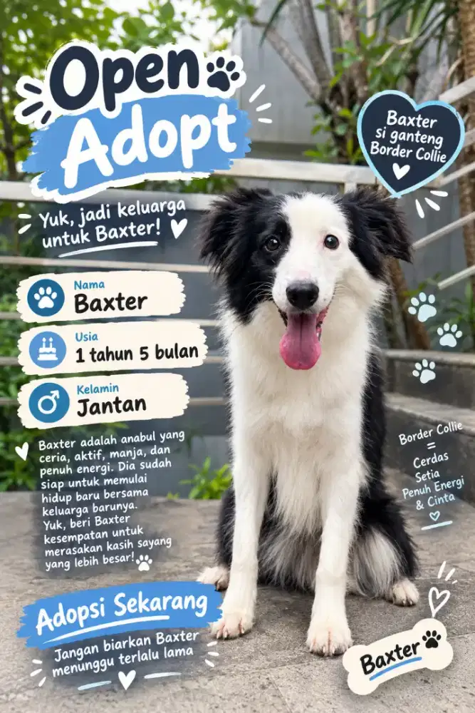 Anjing Pintar Border Collie