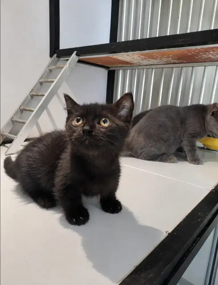 Kucing kitten munchkin cebol warna hitam ceper mix BSH jantan