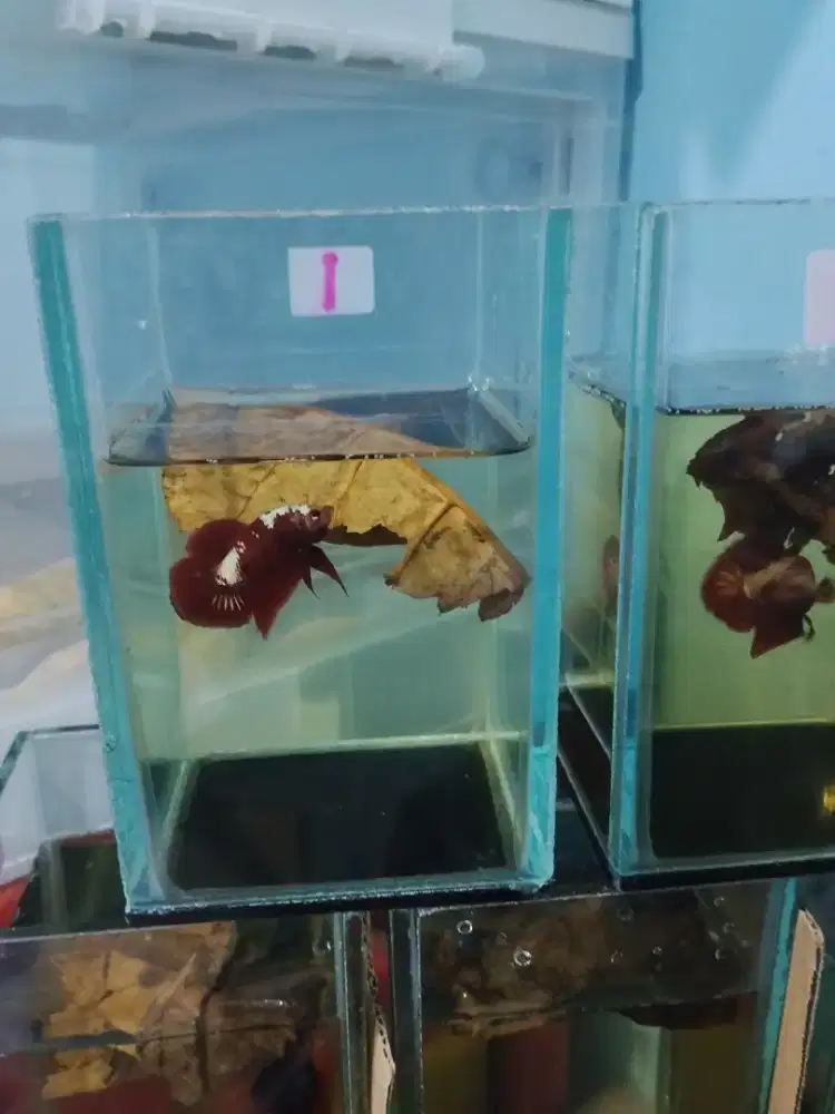 ikan cupang hias rgg short body berkualitas
