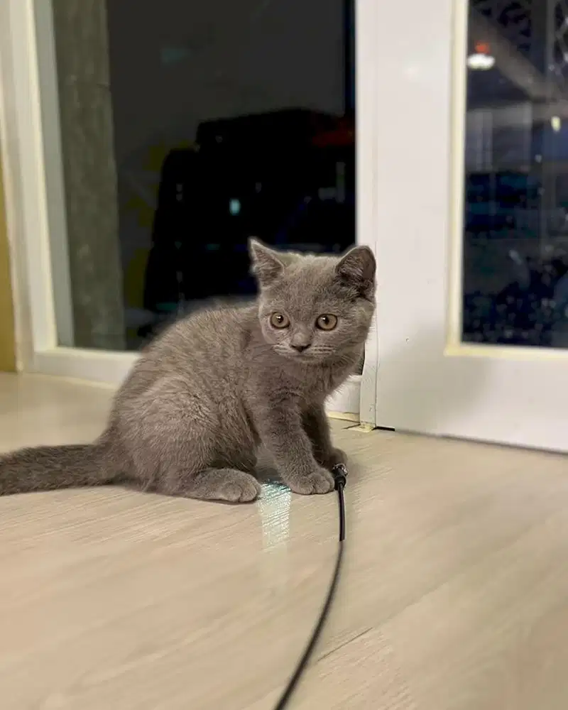 Kucing british shorthair BSH blue solid