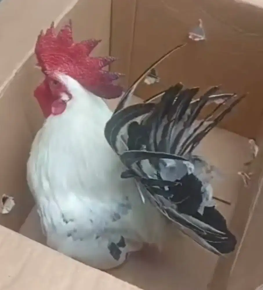 Sepasang Ayam Kate black tail
