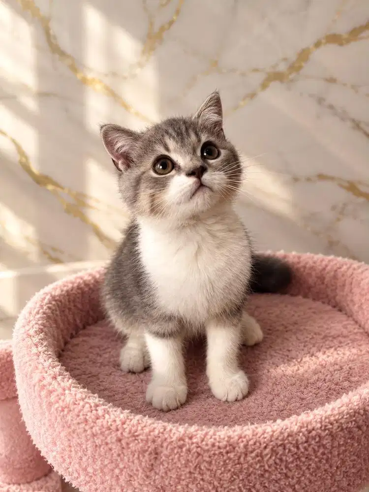 Kucing scottish fold x britis shorthair jantan kitten