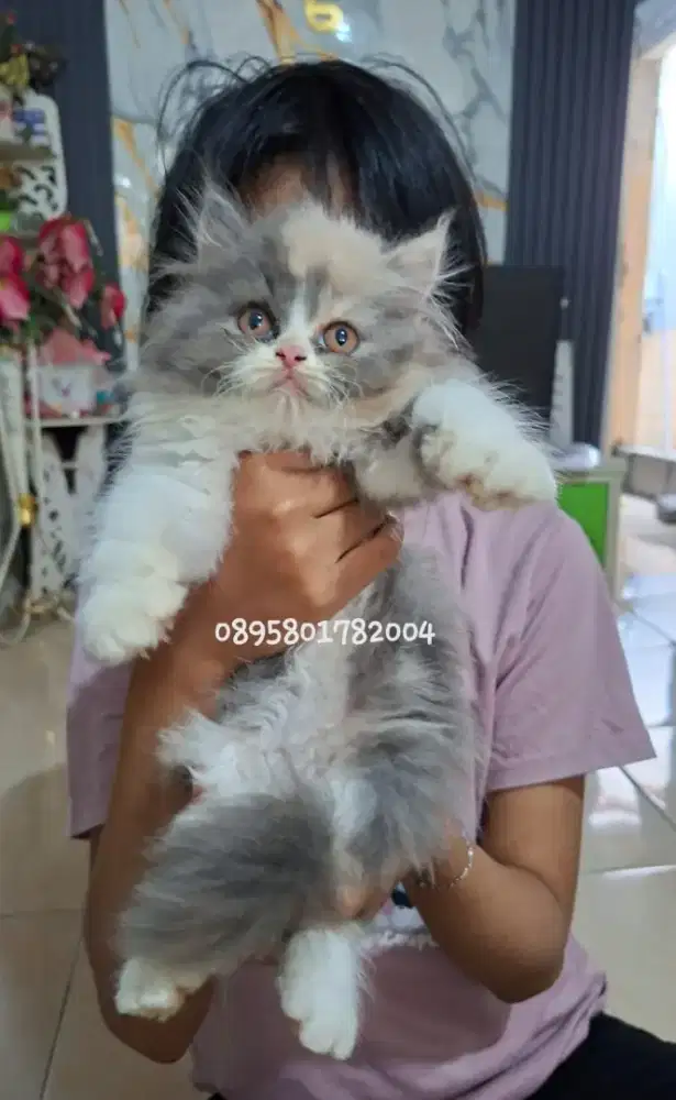 Kucing betina /kitten persia bbetina /kucing   persia