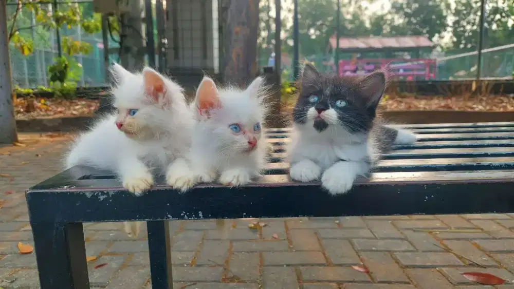 Kucing Ragdoll mix British long