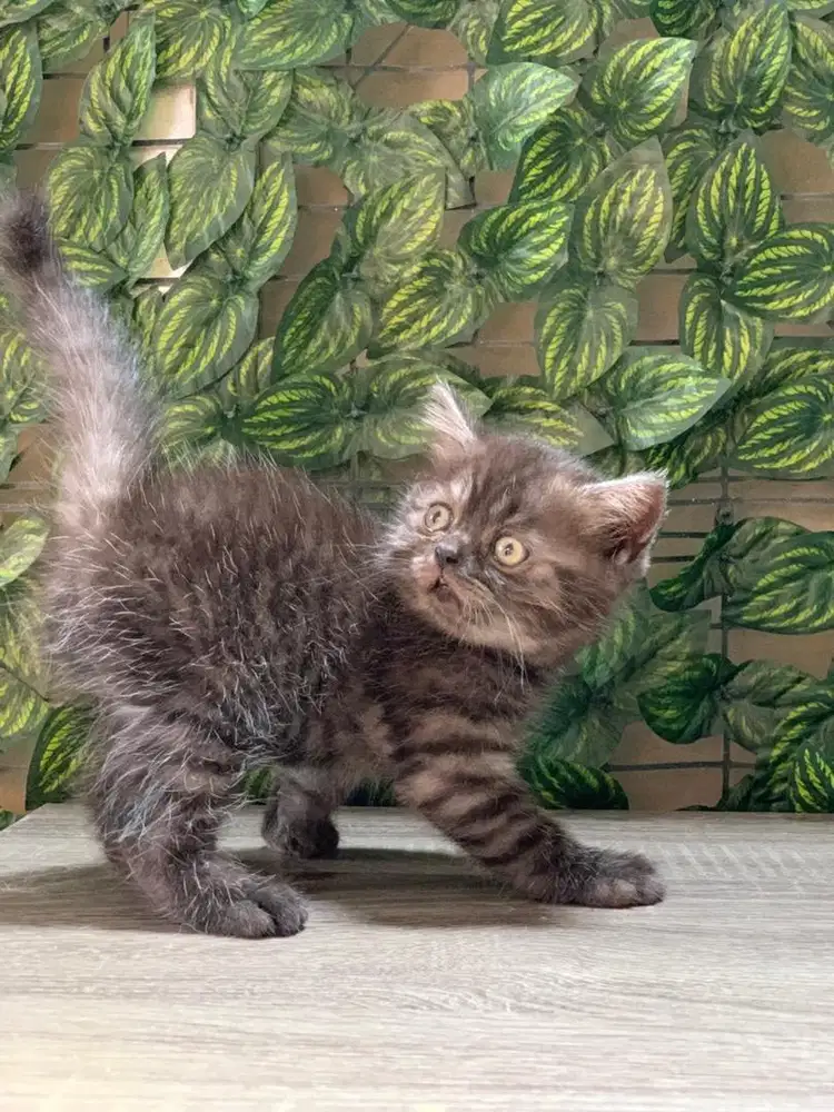 BSH Kitten Black smoke
