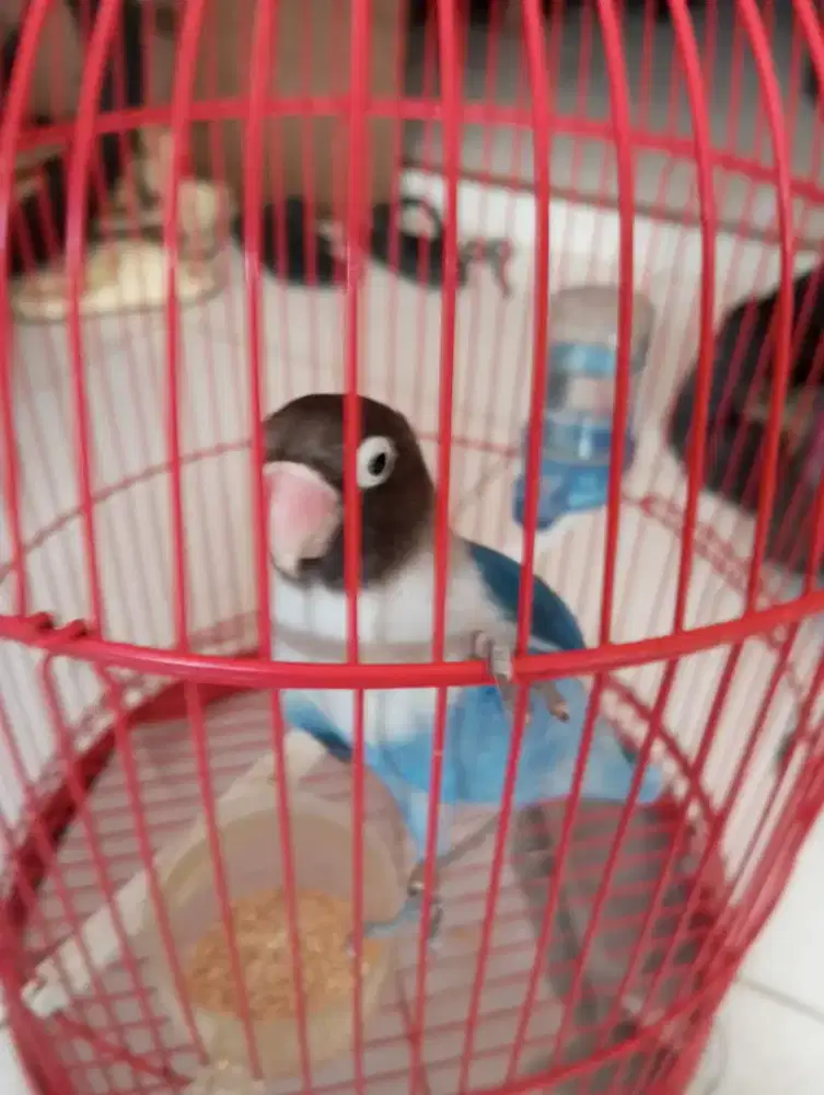 LOVEBIRD BIRU FULLSET