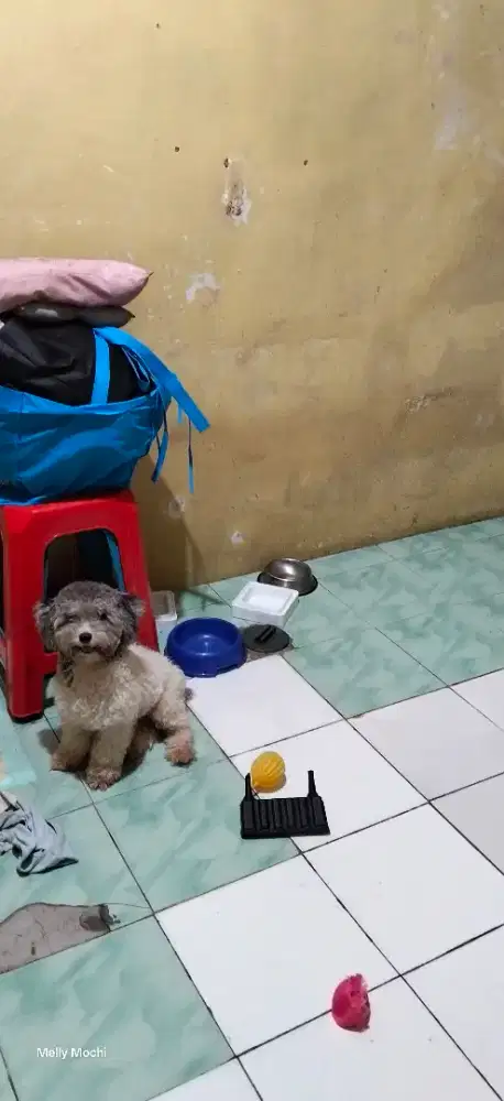 Toy poodle betina stb