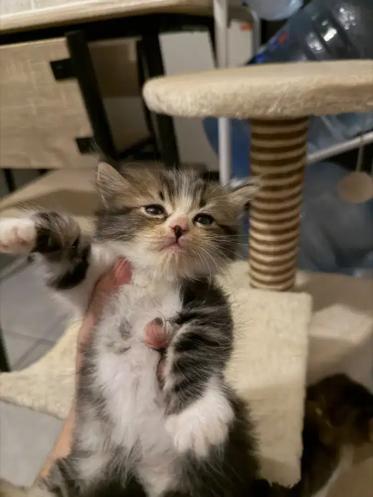 Kucing Tabby jantan