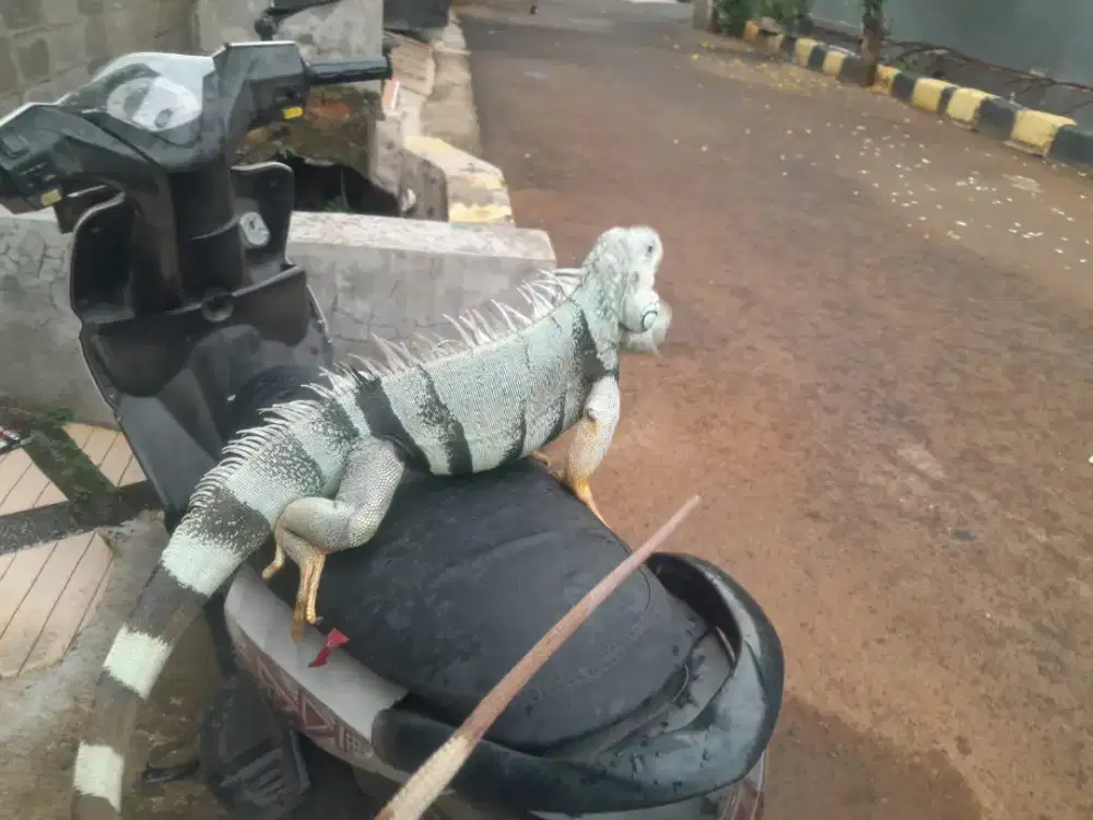 Iguana Columbia jumbo