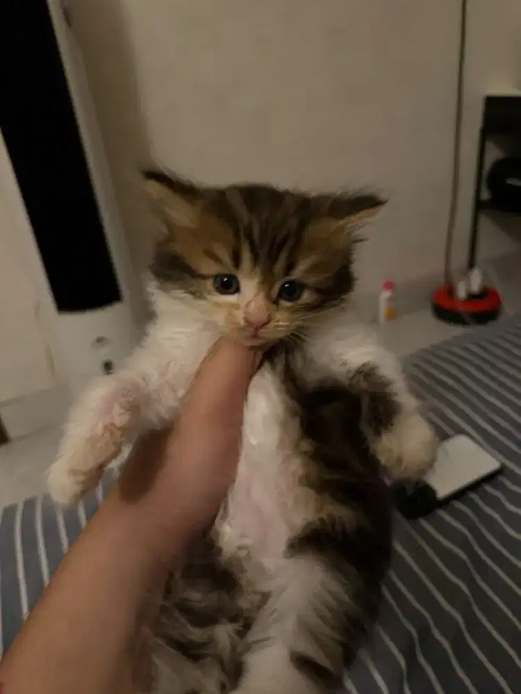 Kucing Tabby betina