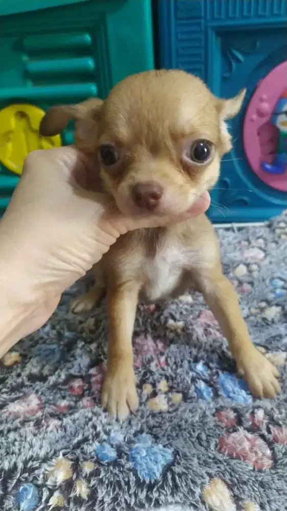 Chihuahua jantan 2 bulan