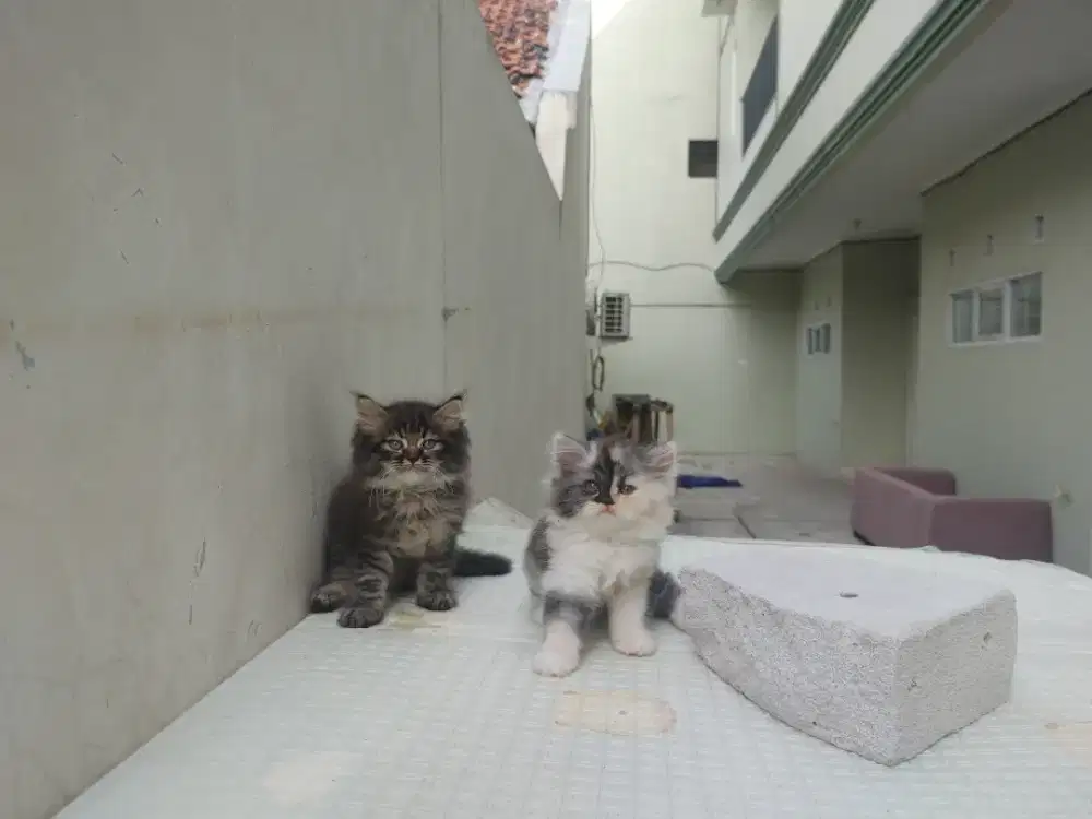 Kucing kitten persia mix norwegian 8 ekor anggora himalaya peaknose