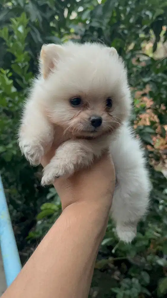 Minipom jantan non stambum