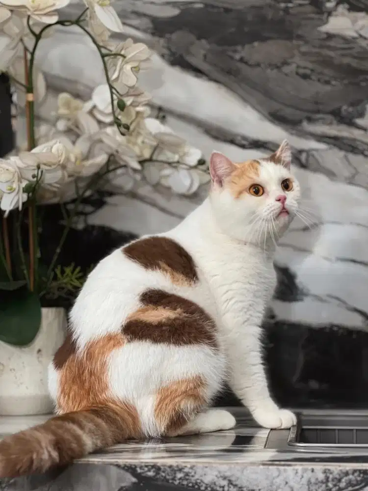 Kucing british shorthair (BSH) betina calico cinnamon