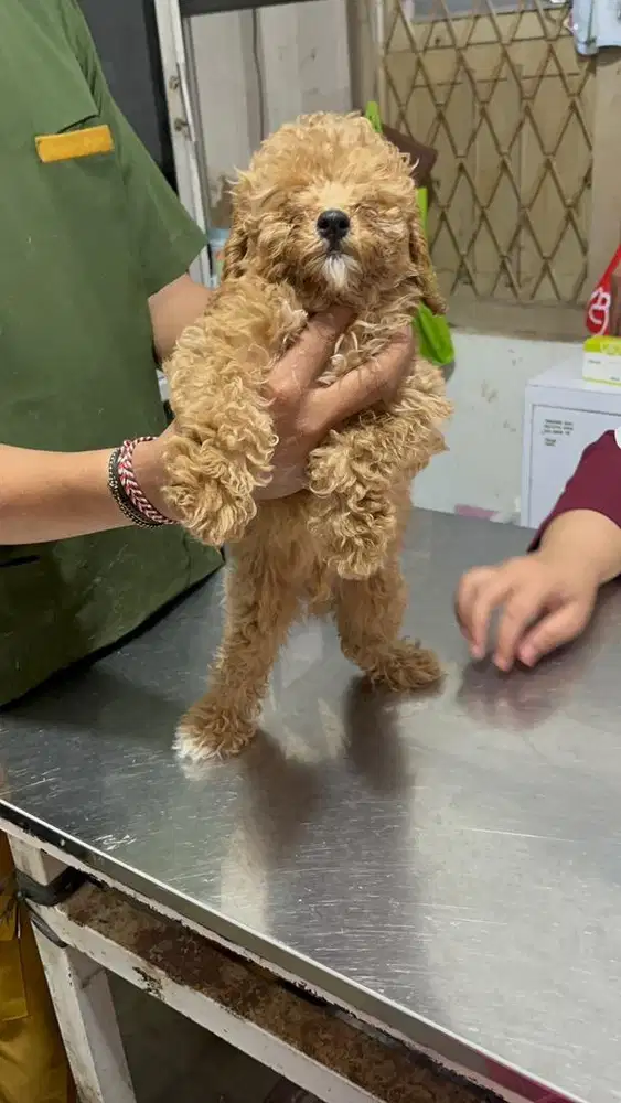 Poodle non stambum