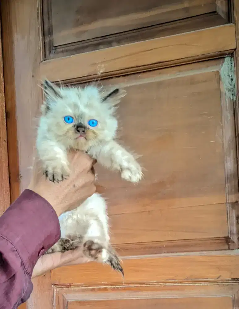 Ragdoll sell point betina cakepp poll