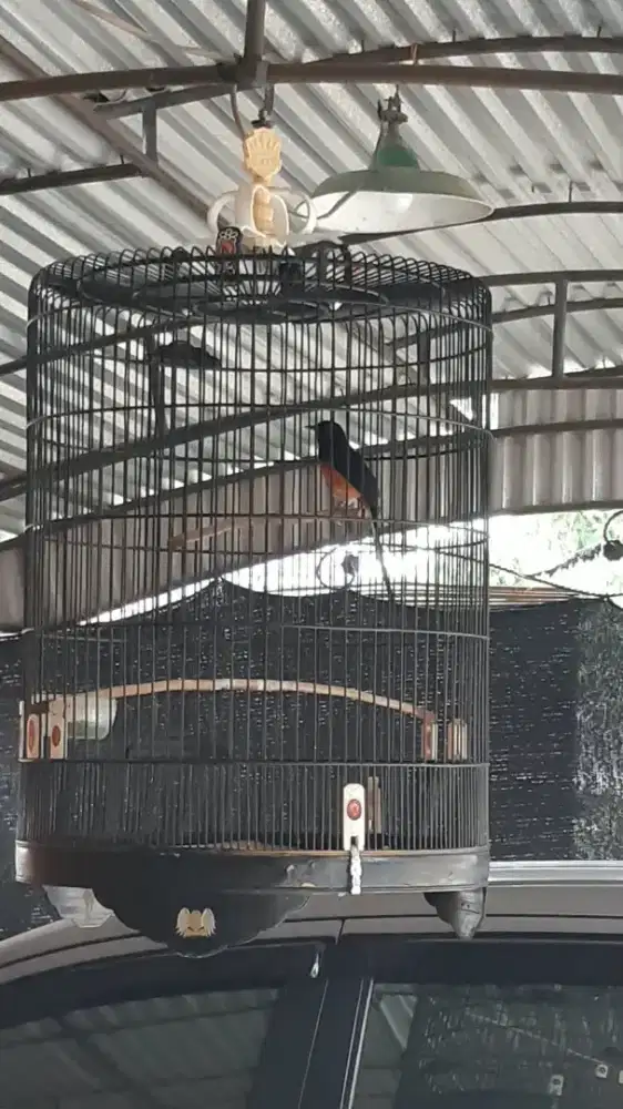 Jual burung murai batu,sm sangkar sehat dan gacor