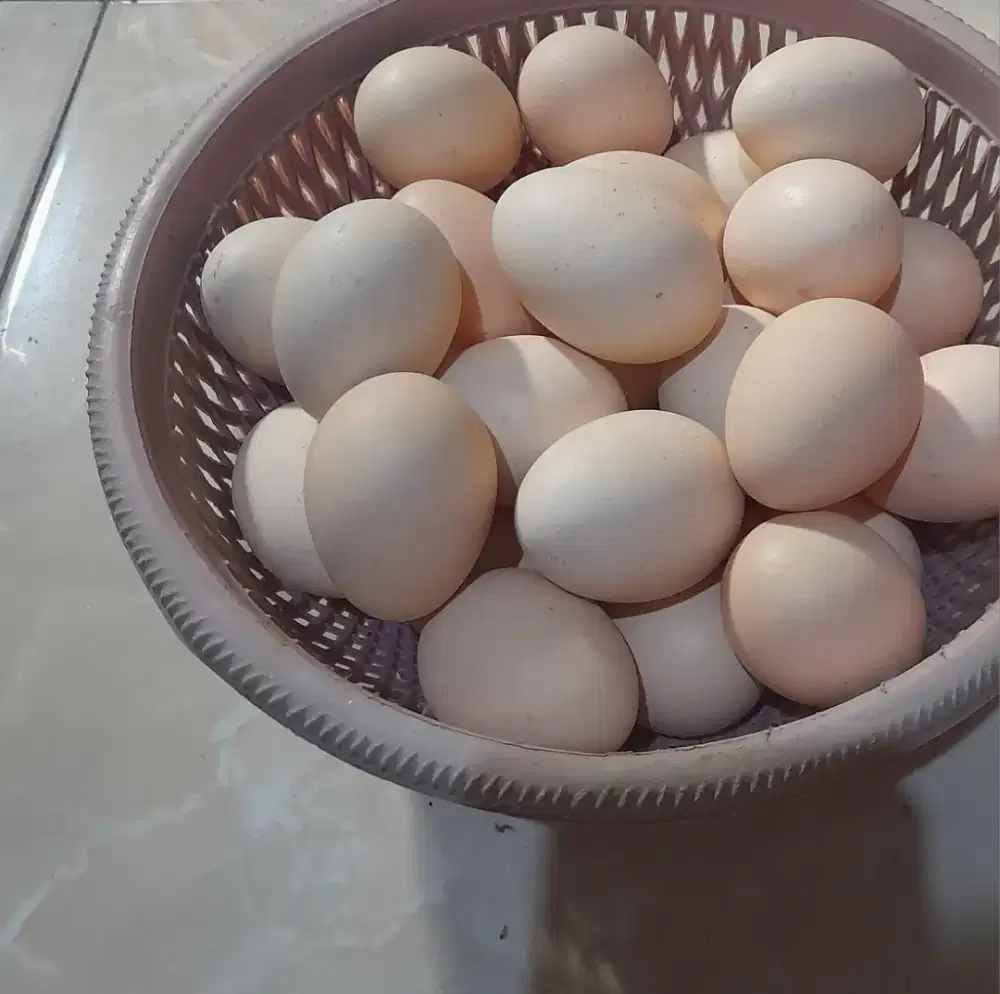 Telur fertil ayam petelur kampung elba ori