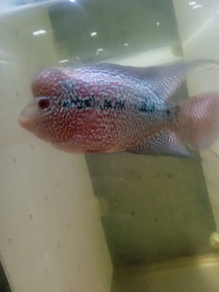 Louhan cencu size 3jari