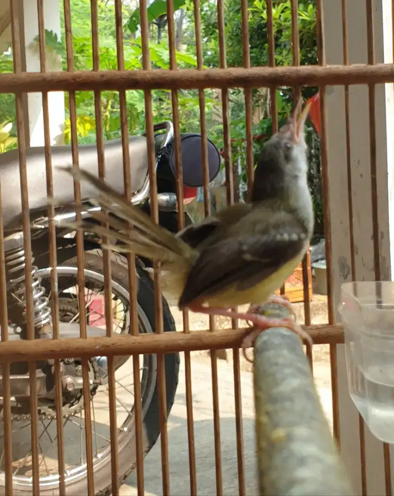 Anakan ciblek semi jantan purtot bunyi