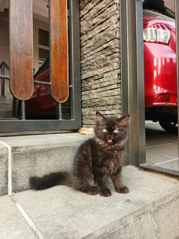 Kitten persia longhair BLACK SMOKE