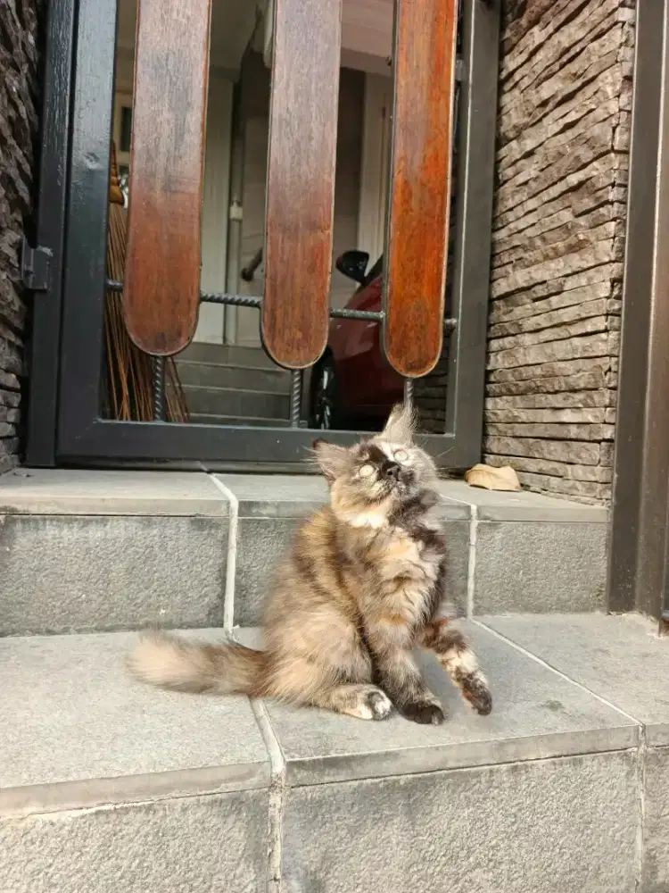Kitten persia longhair
