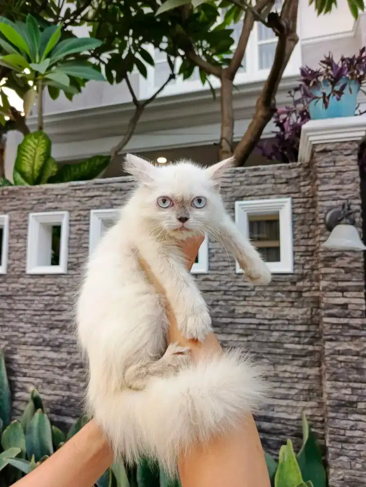Himalaya longhair