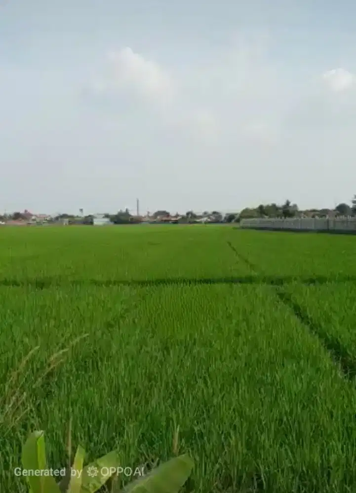 Jual Tanah Sawah (Harus diUruk) Jalan Raya Tanjung Pura
Karawang Barat