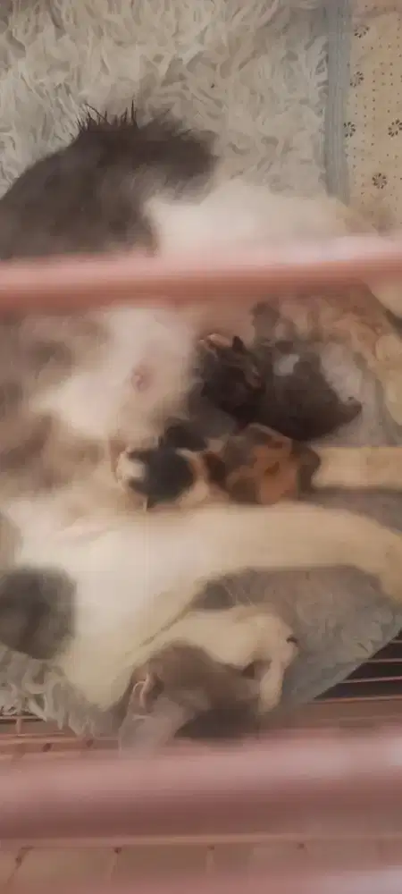 Anak kucing anggora gratis..